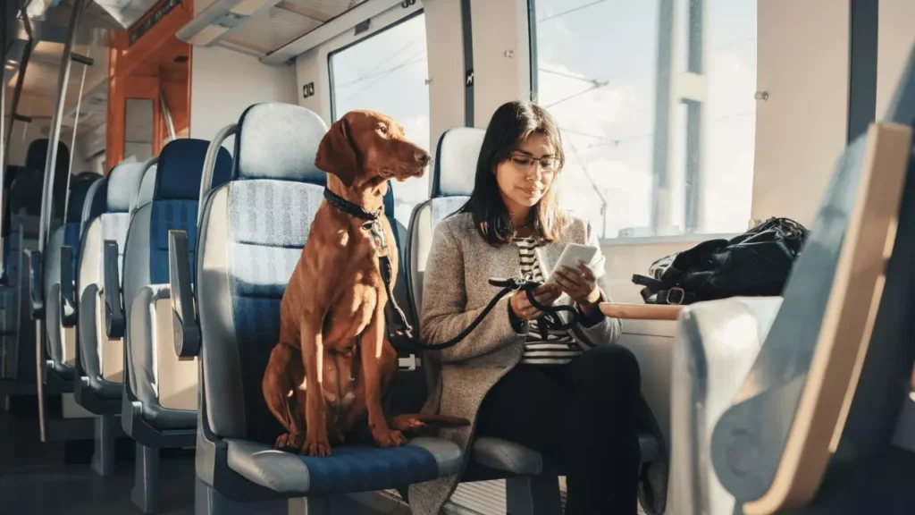 Does Amtrak Train Allow Dogs?