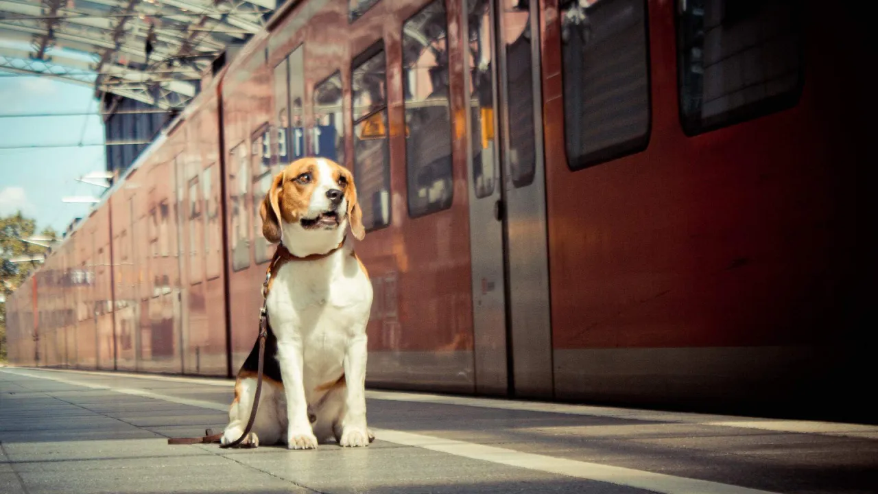 Eurostar Pet Policy: Can you take Dogs on Eurostar Trains?